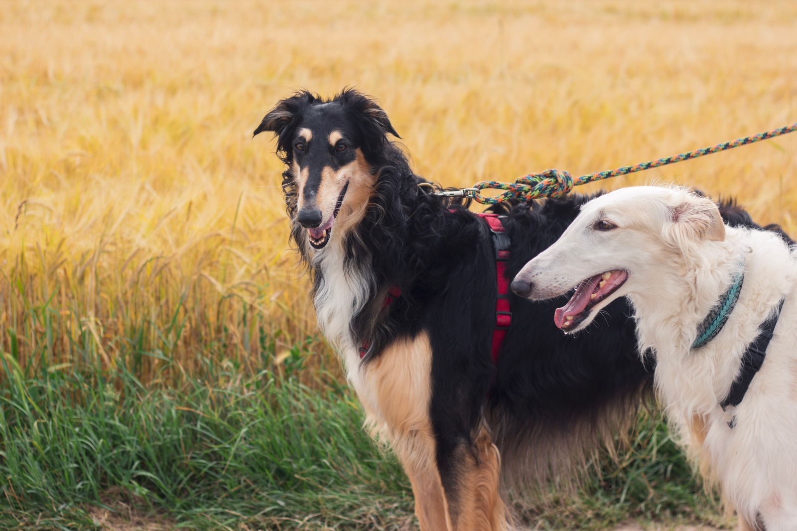 "Neues von Masha und Yuri"